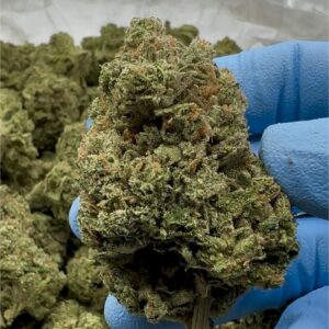 Black Widow Ladybird